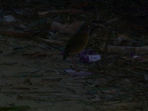 Blue-naped Pitta (Hydrornis nipalensis), photo 9