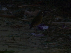 Hydrornis nipalensis