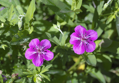 Geranium soboliferum