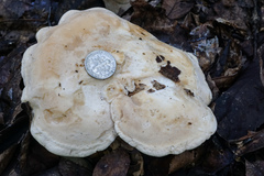 Hydnum albidum