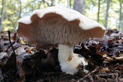 Hydnum albidum