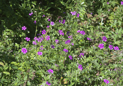 Geranium soboliferum
