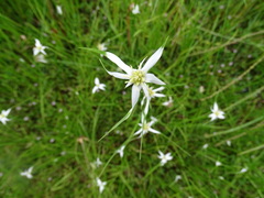 Rhynchospora colorata image