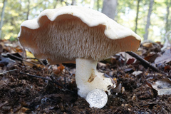 Hydnum albidum