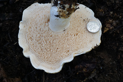 Hydnum albidum