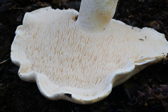 Hydnum albidum