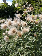 Cirsium arvense vestitum