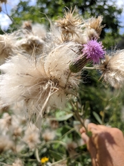Cirsium arvense vestitum