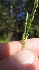 Festuca rivularis