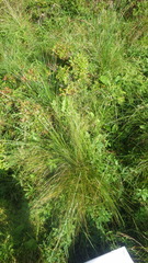 Festuca rivularis