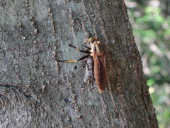 Cophinopoda chinensis