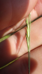 Festuca rivularis