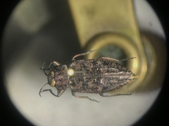Chrysobothris scabripennis