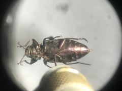 Chrysobothris scabripennis