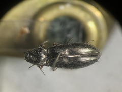 Setasomus nitidulus