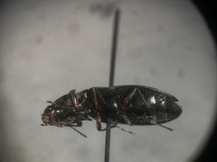 Setasomus nitidulus