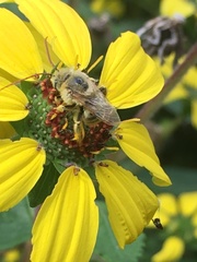 Melissodes agilis