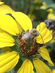 Melissodes agilis