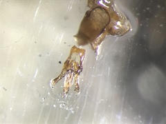 Setasomus nitidulus
