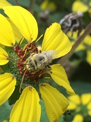 Melissodes agilis