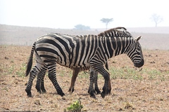 Equus quagga borensis