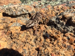 Pachydactylus barnardi