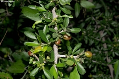 Condalia mexicana