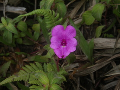 Impatiens rubricolor