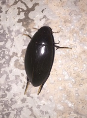 Hydrophilus