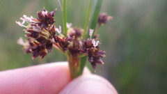 Juncus acutiflorus