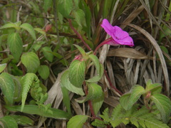 Impatiens rubricolor