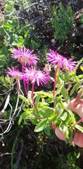 Drosanthemum longipes