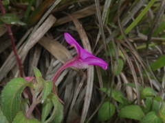 Impatiens rubricolor