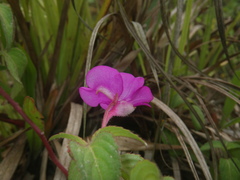 Impatiens rubricolor