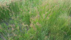 Juncus acutiflorus