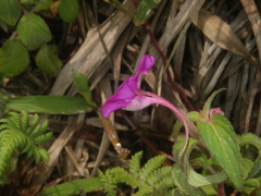 Impatiens rubricolor