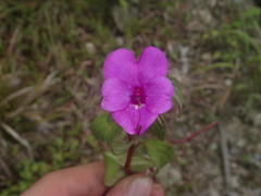 Impatiens rubricolor