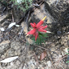 Castilleja tenuiflora