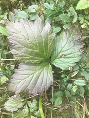 Rubus saxatilis
