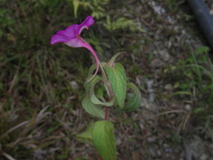 Impatiens rubricolor