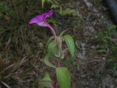 Impatiens rubricolor
