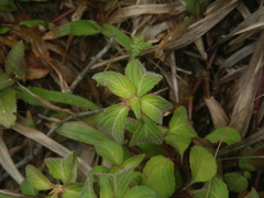 Impatiens rubricolor
