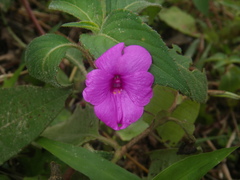Impatiens rubricolor