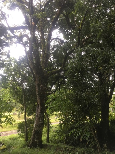 Quercus corrugata - Whole tree in montane forest habitat, Dota