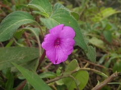 Impatiens rubricolor