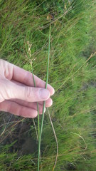 Juncus acutiflorus