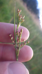 Juncus acutiflorus