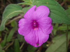Impatiens rubricolor