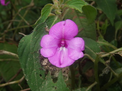 Impatiens rubricolor