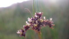 Juncus acutiflorus